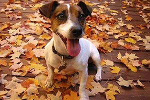 pet fall-safety-tips