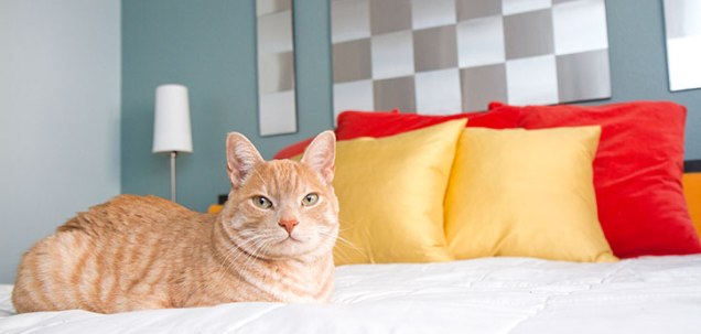 orange-cat-laying-on-bed